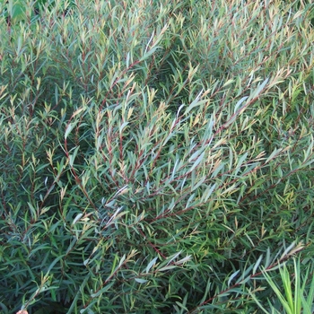 Salix purpurea 'Canyon Blue' 