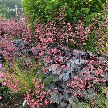 Heuchera 'Smoke and Mirrors' 