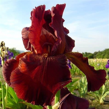 Iris germanica 'Mary Frances' 