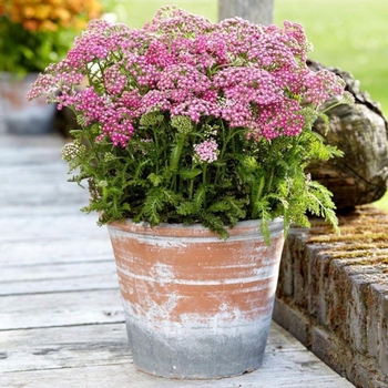 Achillea millefolium 'Florachro1' 