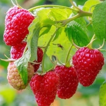 Rubus idaeus 'Latham' 
