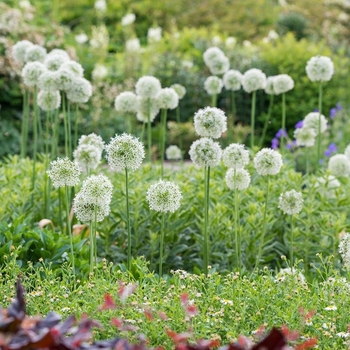 Allium 'Mount Everest' 