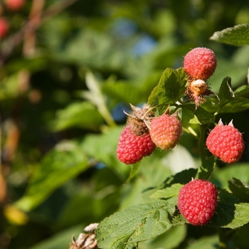 Rubus 'Joan J' 