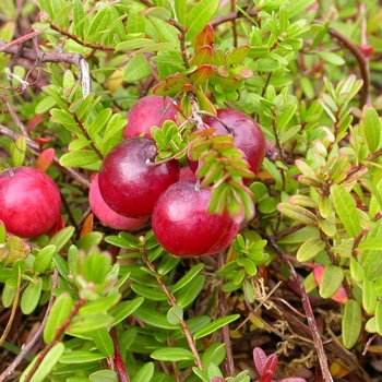 Vaccinium macrocarpon 'Pilgrim' 