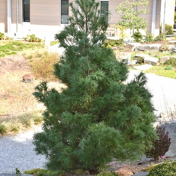 Pinus strobus 'Mini Twists' 