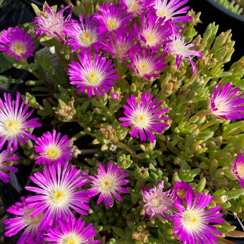 Delosperma cooperi 'Tiffindel Magenta' 