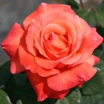 Rosa 'JACmcall' PPAF