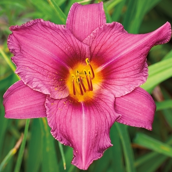 Hemerocallis 'Summer Wine' 