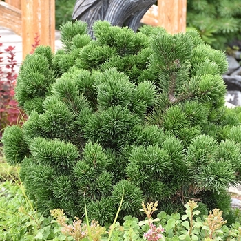 Pinus mugo 'Jakobsen' 