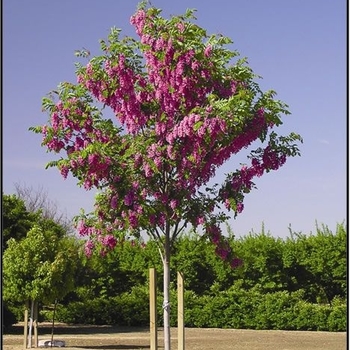 Robinia pseudoacacia 'Purple robe' 