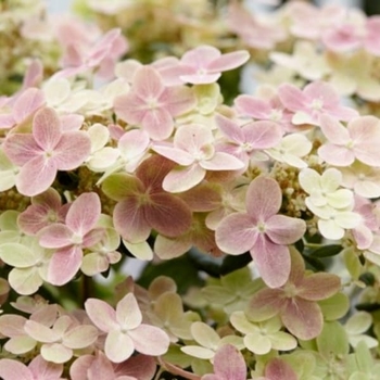 Hydrangea paniculata 'AJ14' 