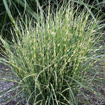 Miscanthus sinensis 'Bandwidth' 