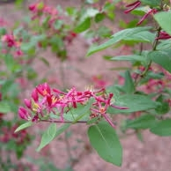 Lonicera 'Honey Rose' 