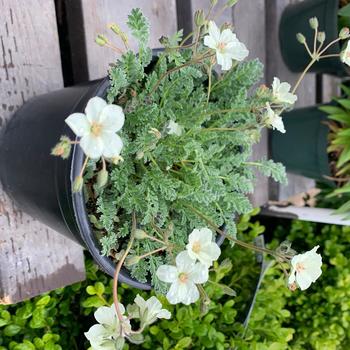 Erodium chrysanthum