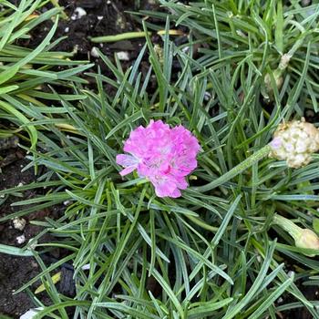 Armeria alliacea