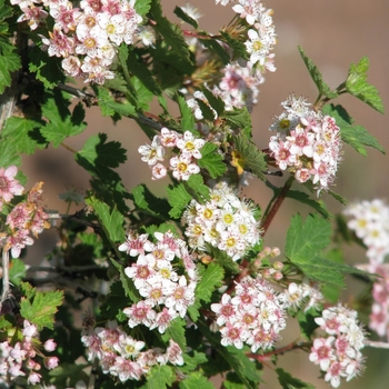 Physocarpus monogynus