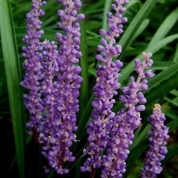 Liriope muscari 'Royal Purple' 