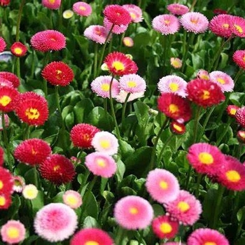 Bellis perennis 'Galaxy Mix' 