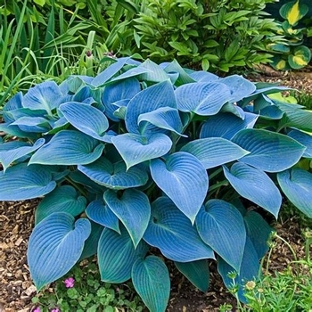 Hosta 'Fragrant Blue' 