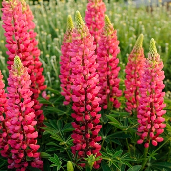 Lupinus 'Popsicle Red' 