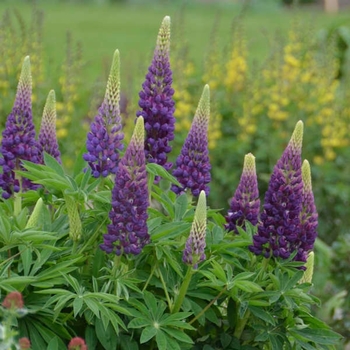 Lupinus 'Popsicle Blue' 