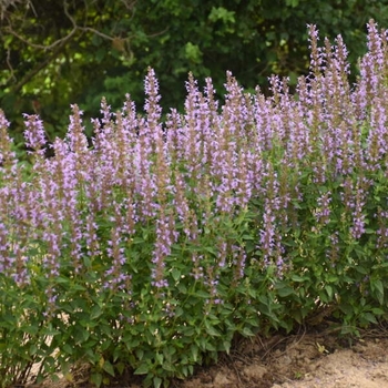 Agastache rugosa 'Blue Bayou' 