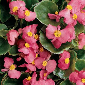 Begonia semperflorens Prelude Rose