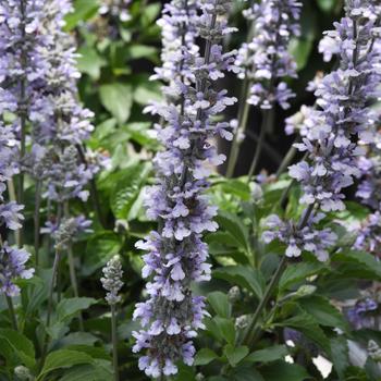 Salvia longispicata x farinacea 'Blue Chill' 