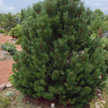Pinus mugo 'Fastigiata' 