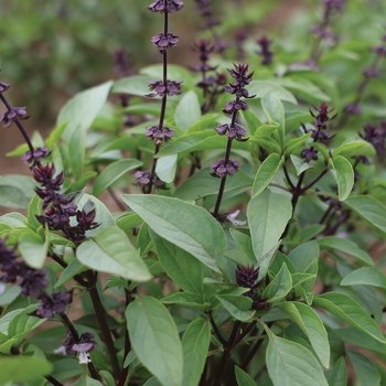 Ocimum basilicum var. thyrsiflora 'Siam Queen' 