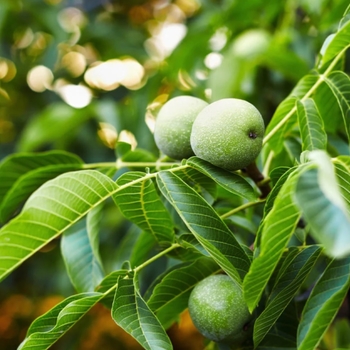 Juglans regia 'Carpathian' 