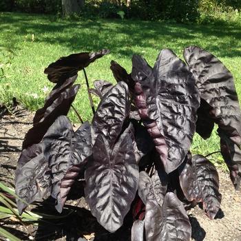 Colocasia 'Black Ripple'