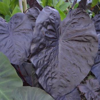 Colocasia 'Black Sapphire' 