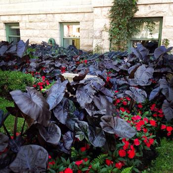 Colocasia 'Electric Blue' 