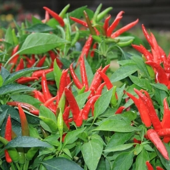 Capsicum annuum 'Garden Salsa' 