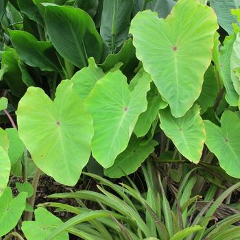 Colocasia 'Red-Eyed' 
