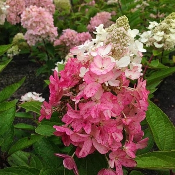 Hydrangea paniculata 'Flare™' USPP 30,208