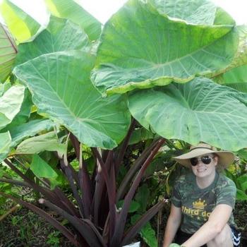 Colocasia 'Fierce' 