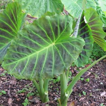 Colocasia 'Imperial' 