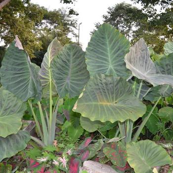 Colocasia Gigantes™ 'Maximus'