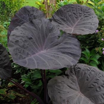 Colocasia 'Noble' 