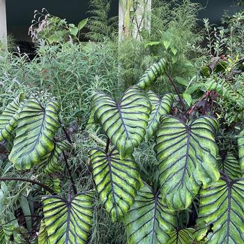 Colocasia 'Pharaoh's Mask™' 