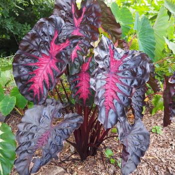 Colocasia 'Corede' 