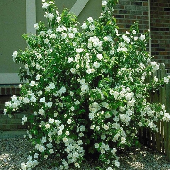 Philadelphus lewisii 'Cheyenne®' 