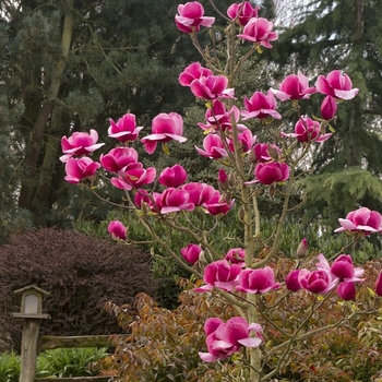 Magnolia 'JURmag' 