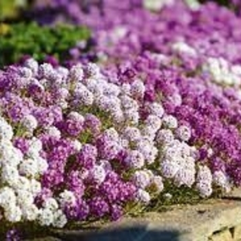 Lobularia maritima 'Mulberry Mix' 