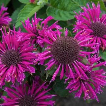 Monarda 'Bee-Free' 
