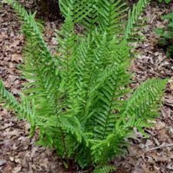 Dryopteris tokyoensis 'T-Rex' 