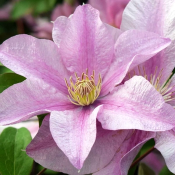 Clematis 'Sally™' 