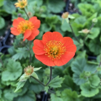 Geum coccineum 'Koi' 